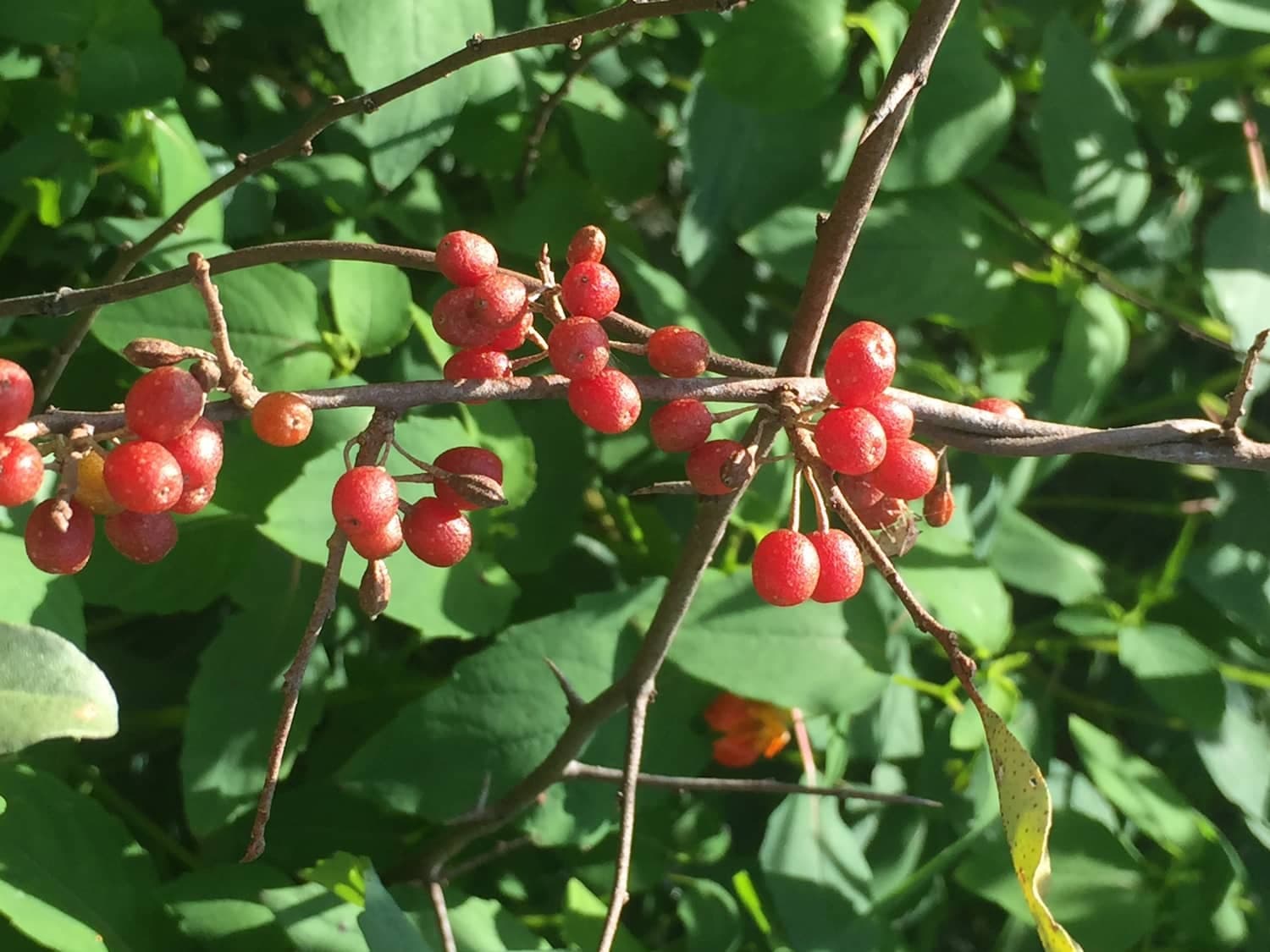 Autumn Olives – Elaeagnus umbellata