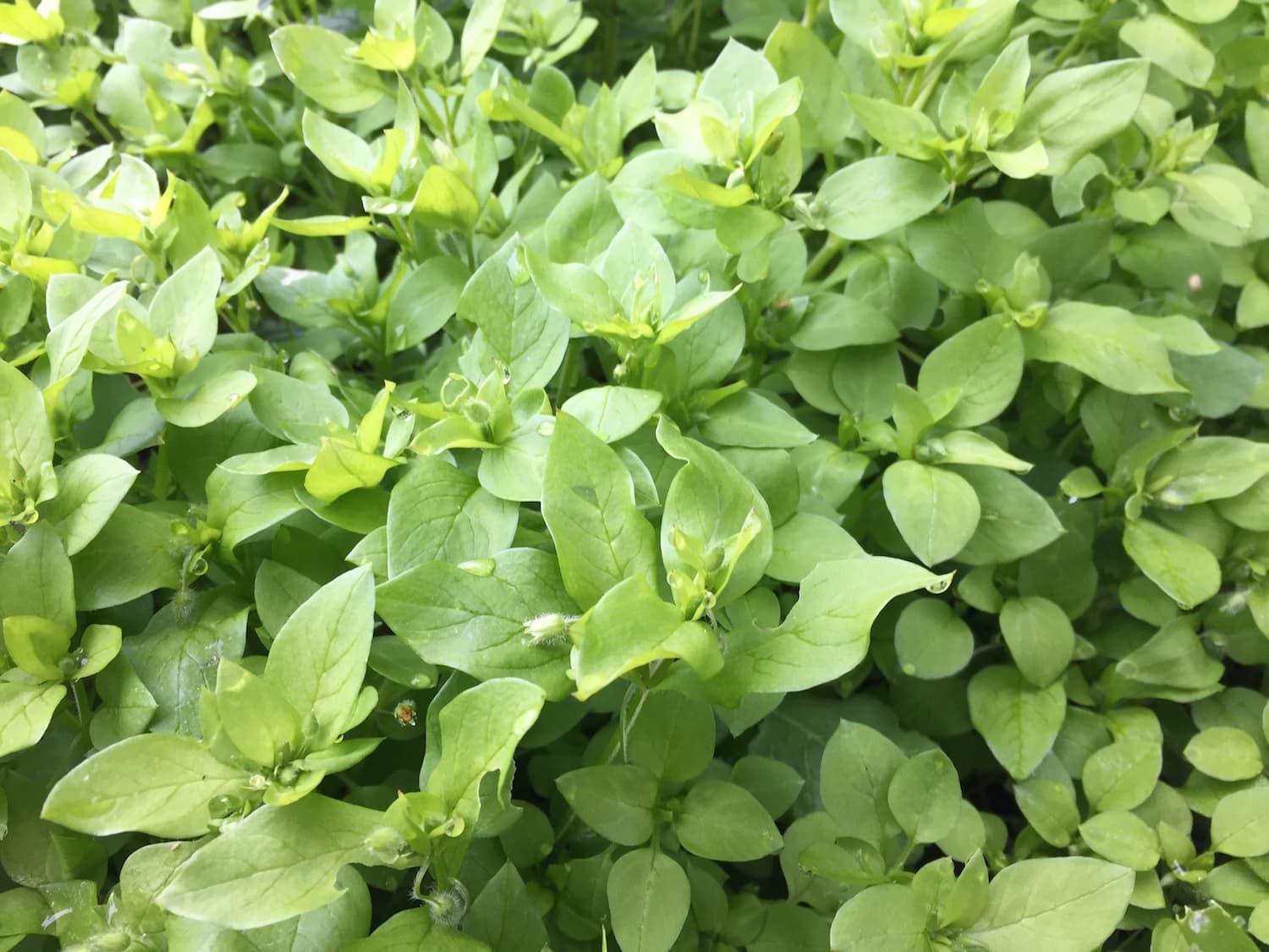 Chickweed – Stellaria spp.