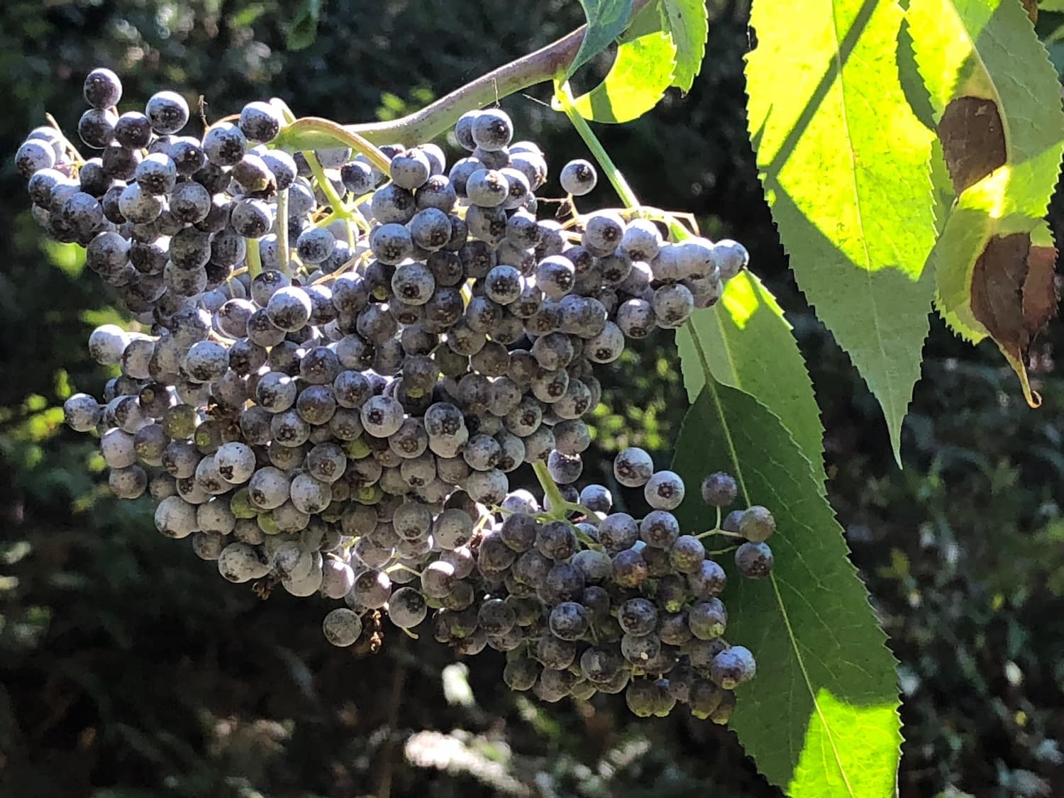 Elderberries – Sambucus spp.