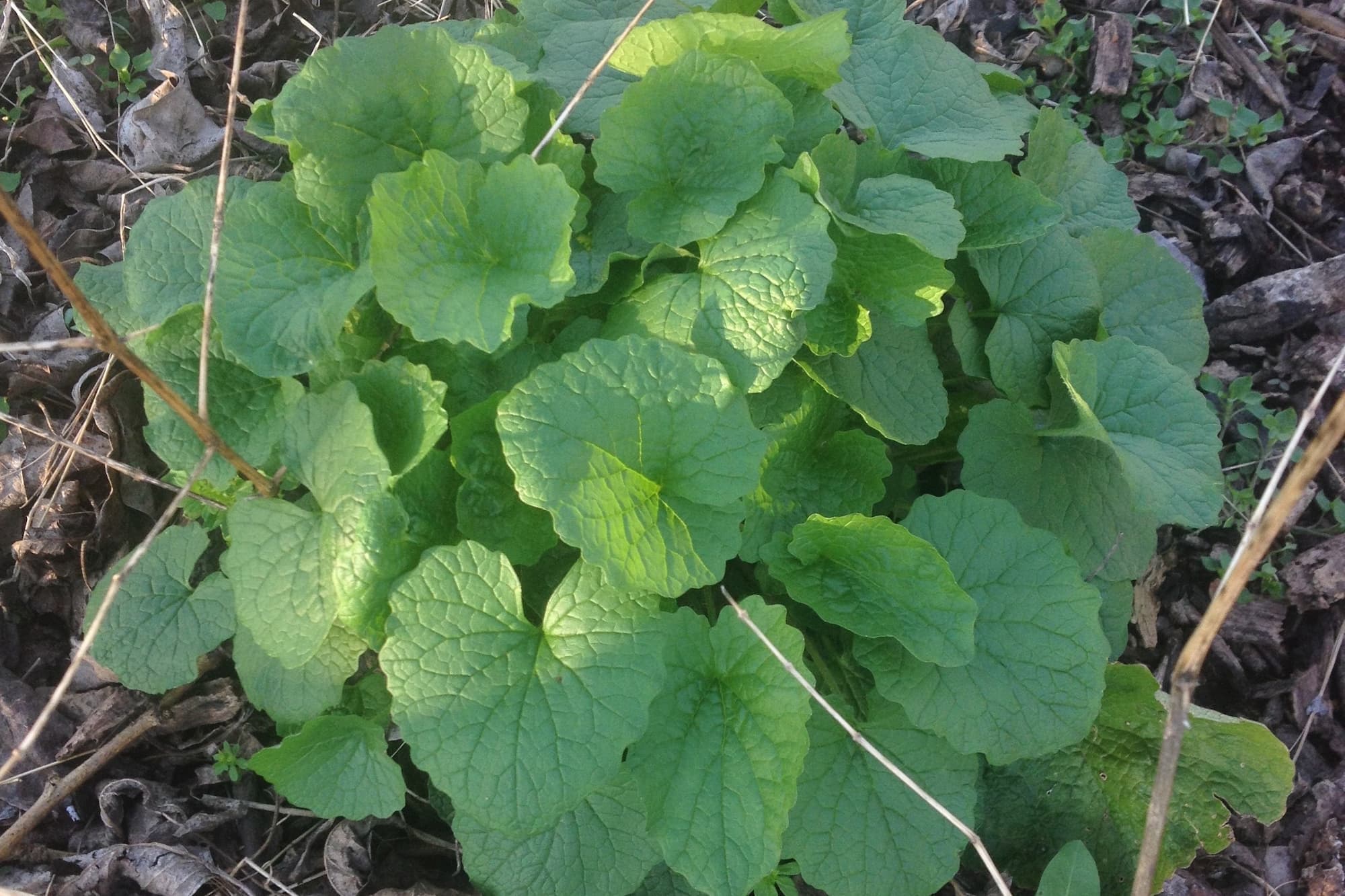 Garlic Mustard – Alliaria petiolata