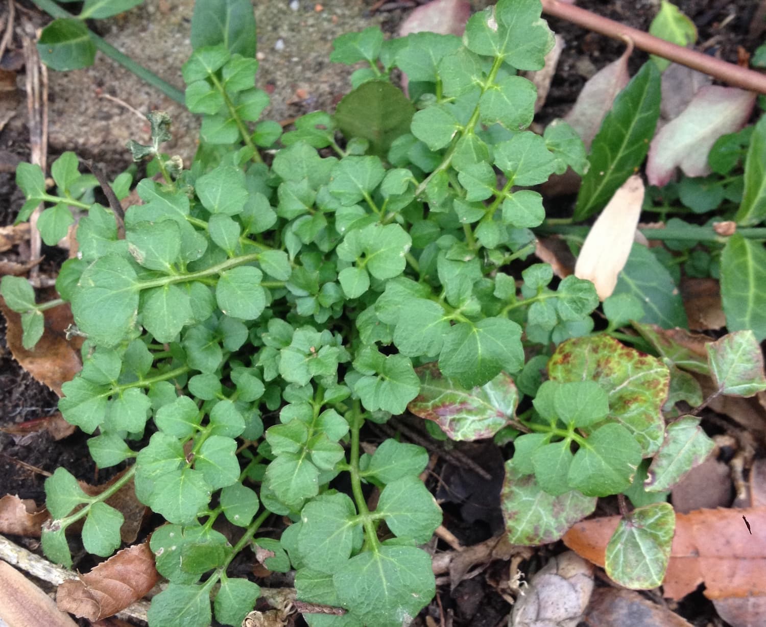 Hairy Bittercress – Cardamine hirsuta