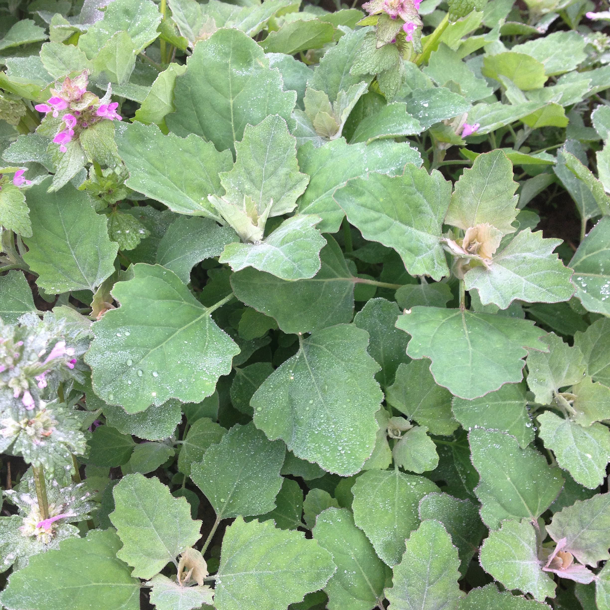 Lambsquarters – Chenopodium spp.