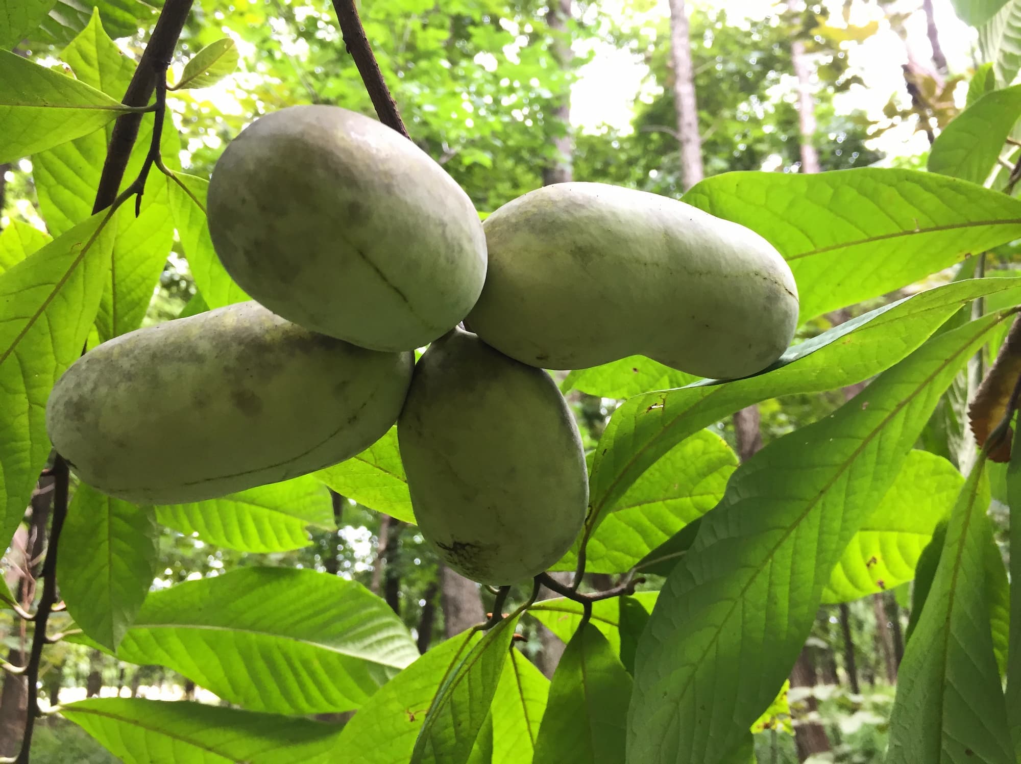 Pawpaws – Asimina triloba