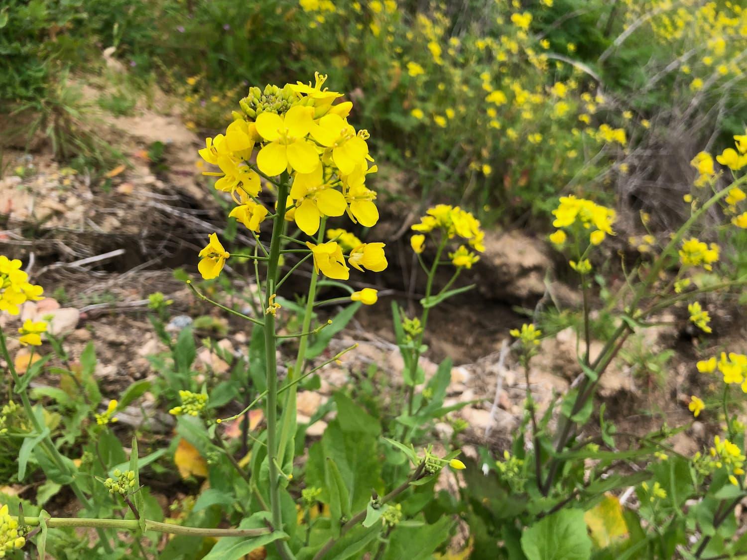 Wild Mustard – Brassica spp.