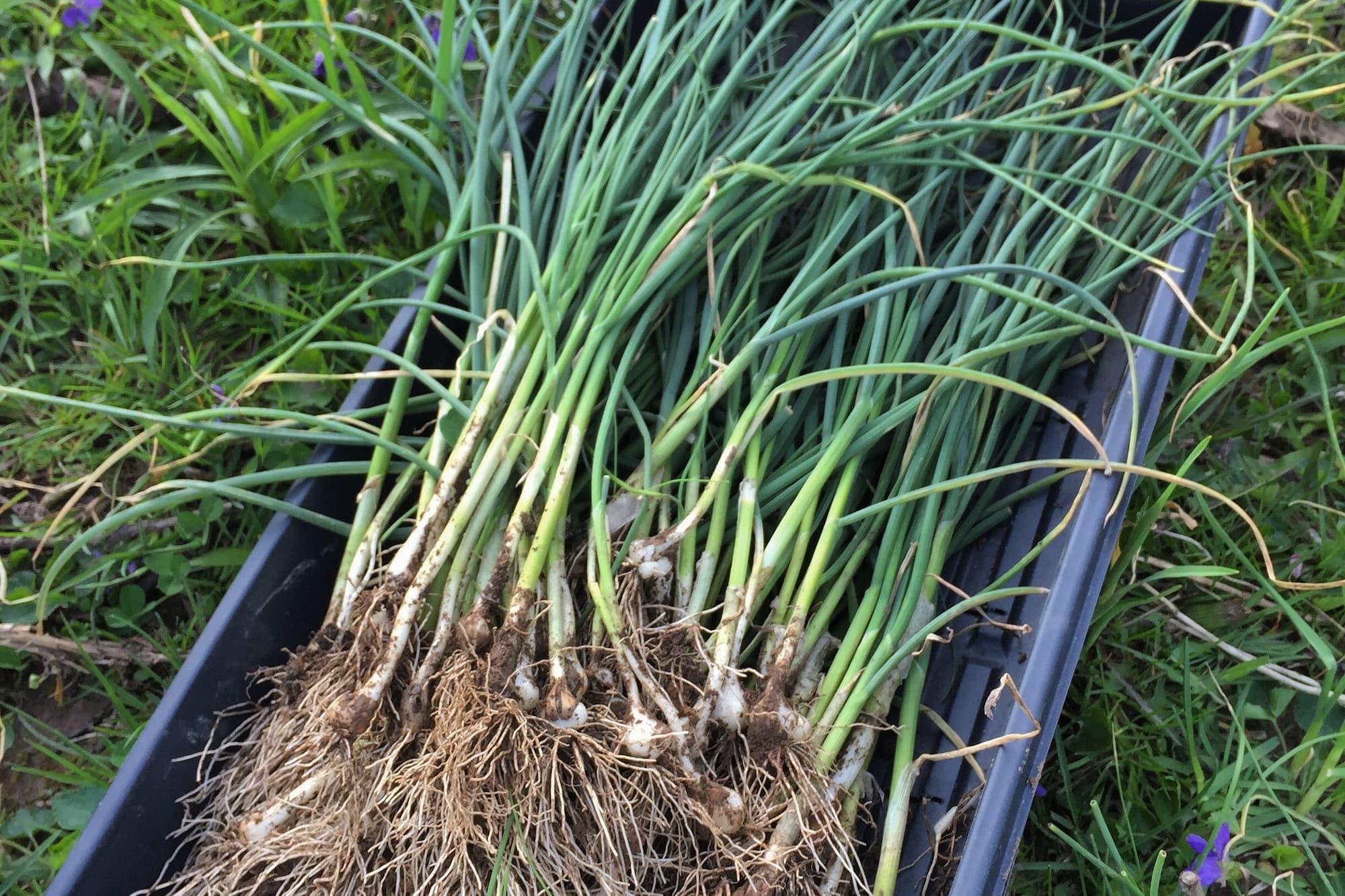 Wild Onions – Allium spp.