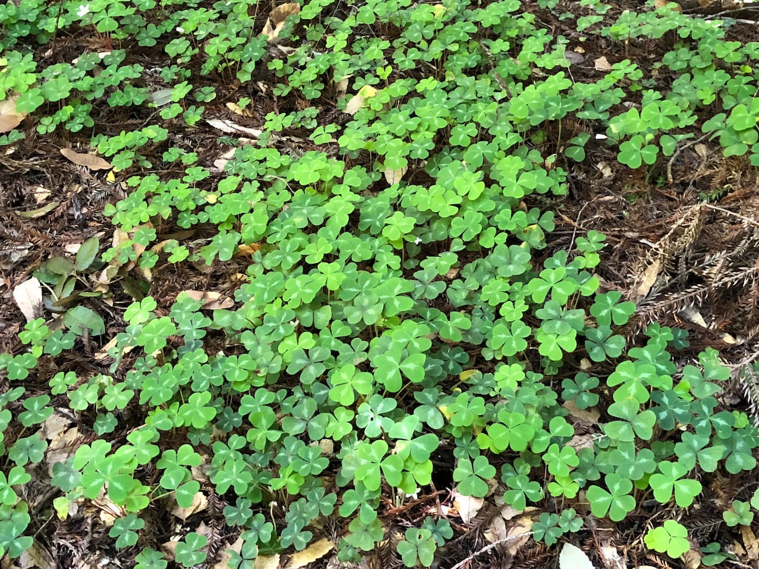 Wood Sorrel – Oxalis spp.