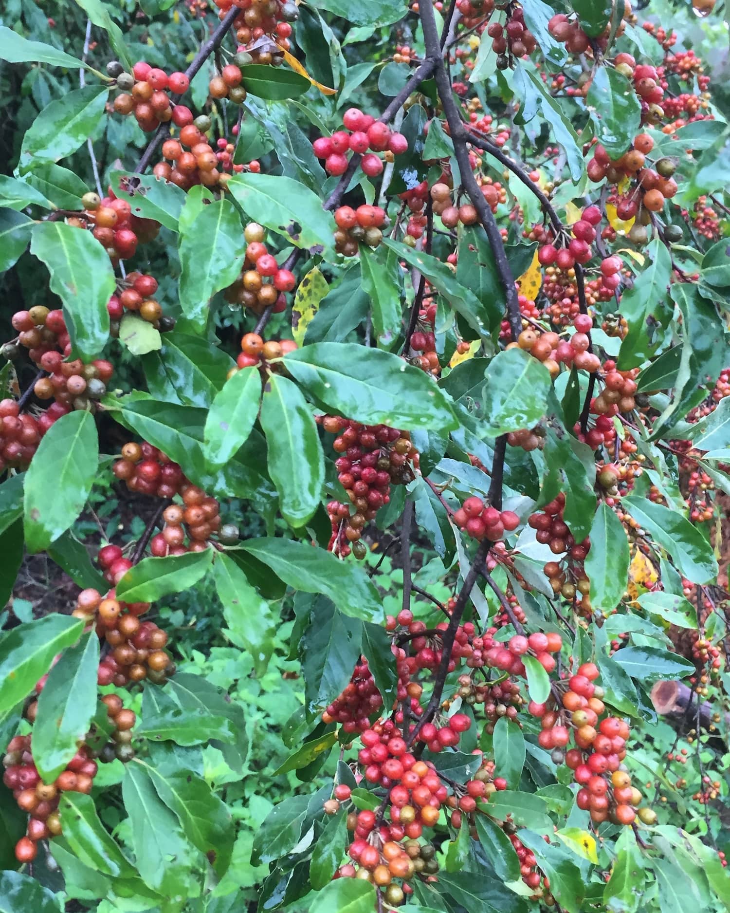 Autumnberry flowers and foliage.