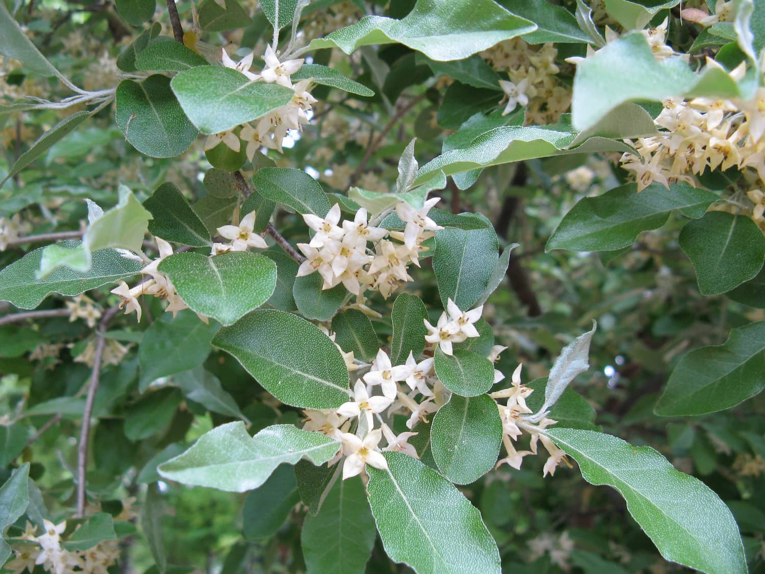 Autumn olive flowers in spring.