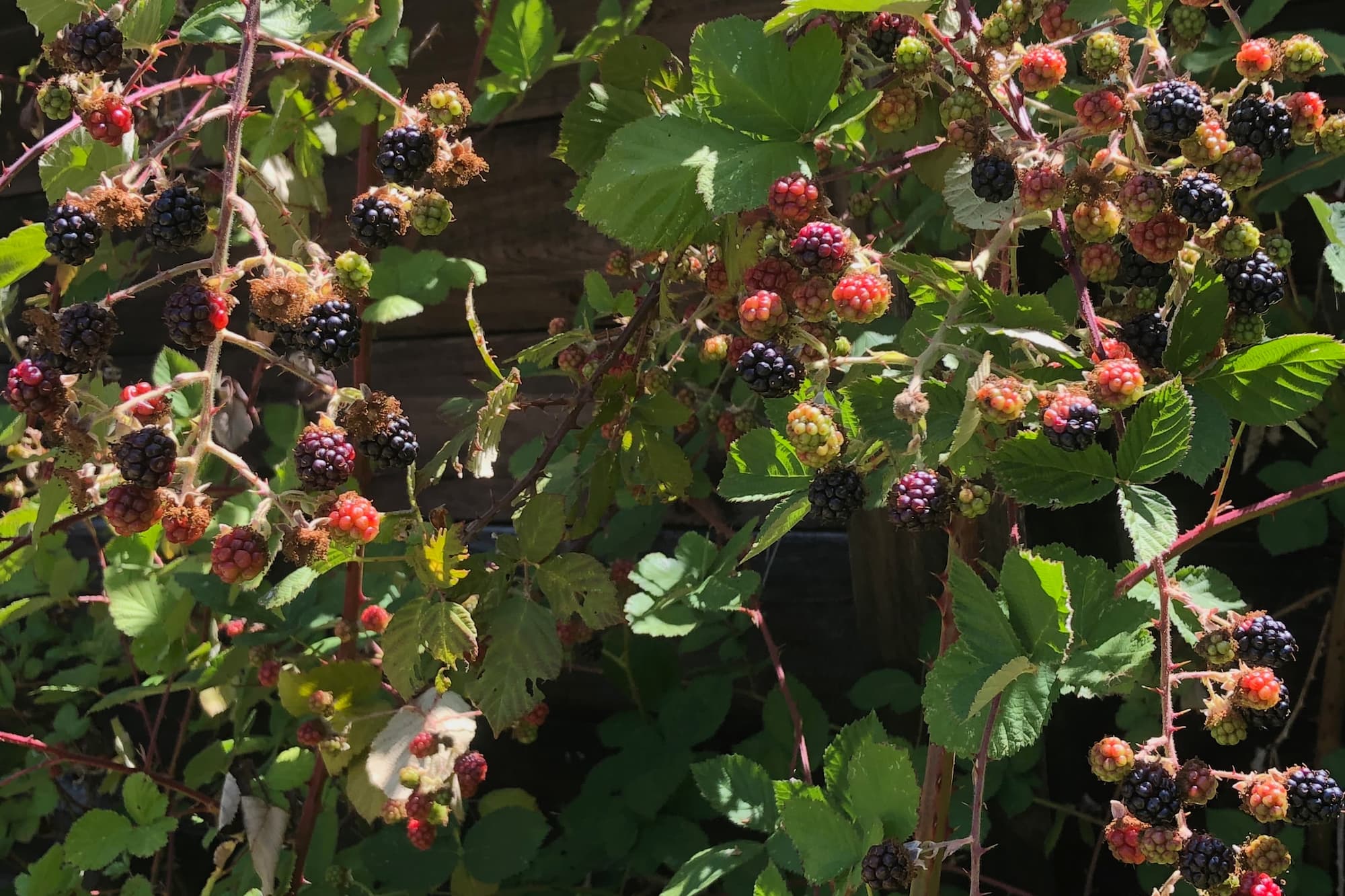 Blackberry canes can grow large, but never as large as a tree—and the thorns are a dead giveaway. Still, not a bad find!