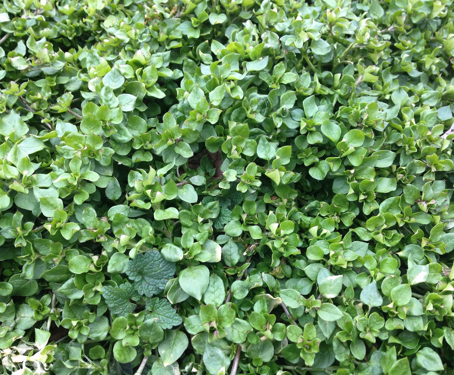 Chickweed can quickly take over recently disturbed soil.