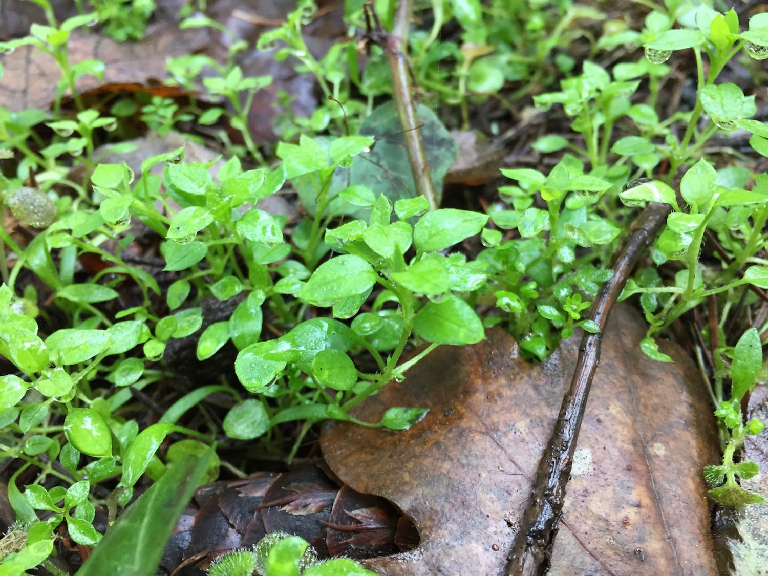 Young chickweed sprouts emerging in late fall.