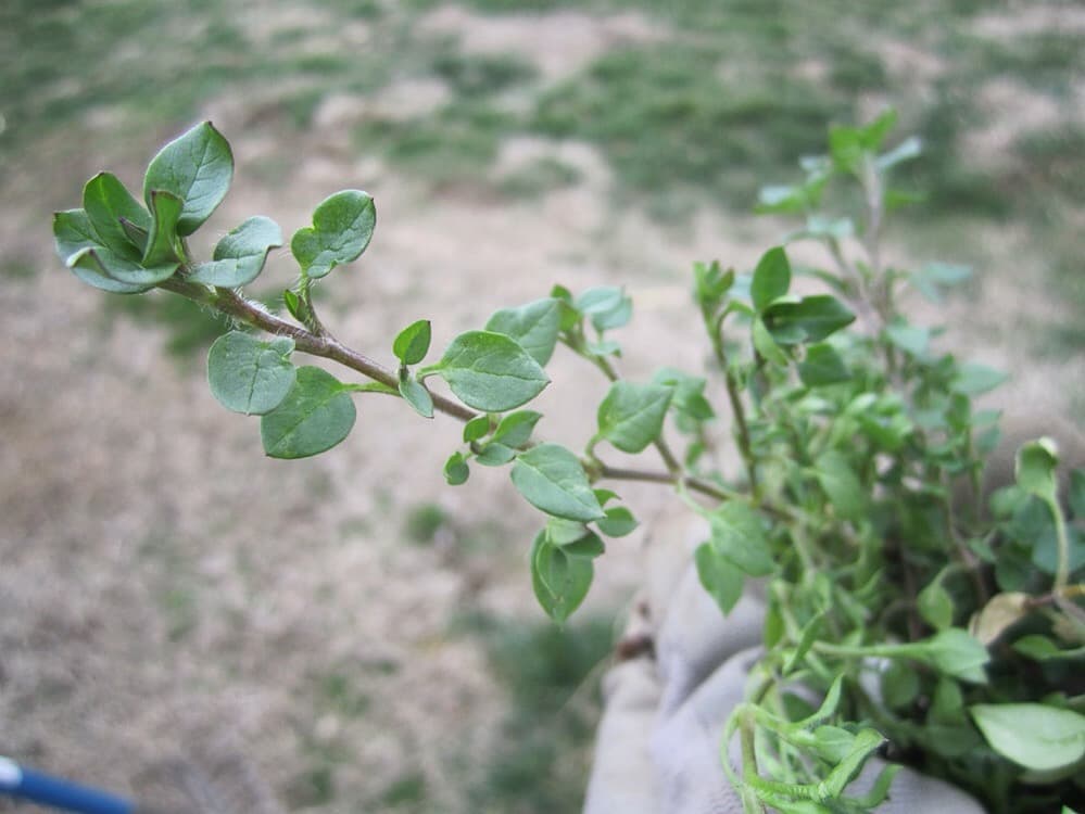 This healthy chickweed specimen was already quite mature in late winter in Kentucky.