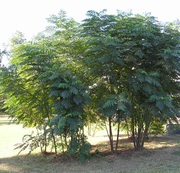 Devil's walking stick, Aralia spinosa. Photo: Richard Chambers via Wikimedia Commons.