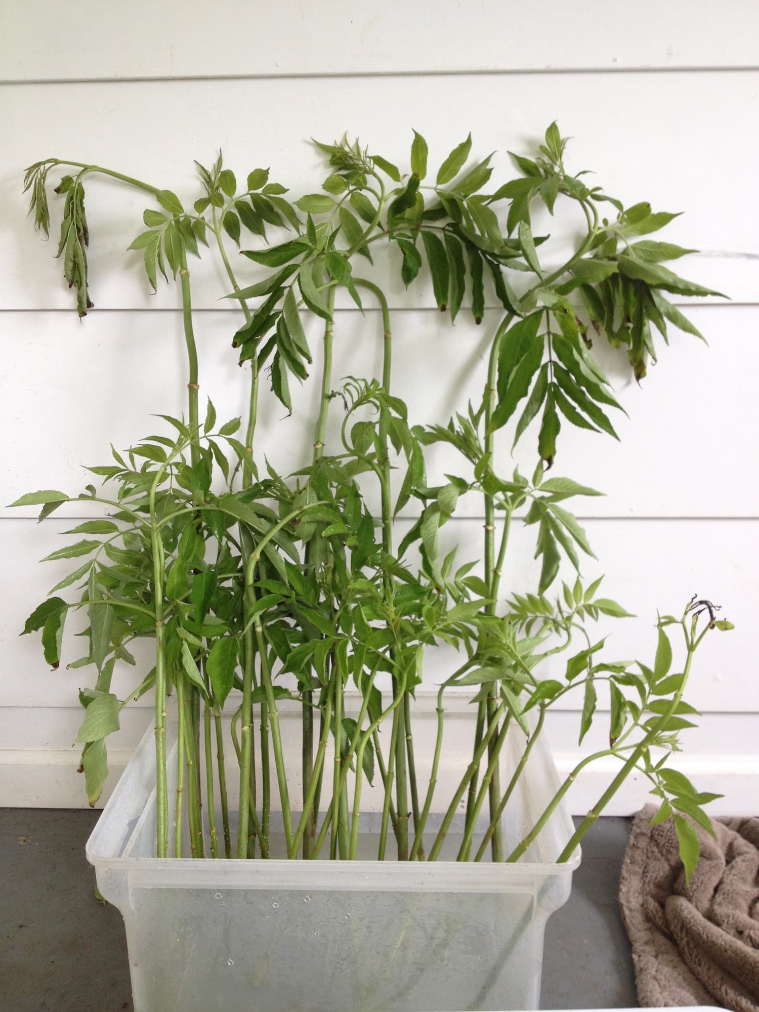 Elderberry cuttings freshly harvested from a patch in early spring.