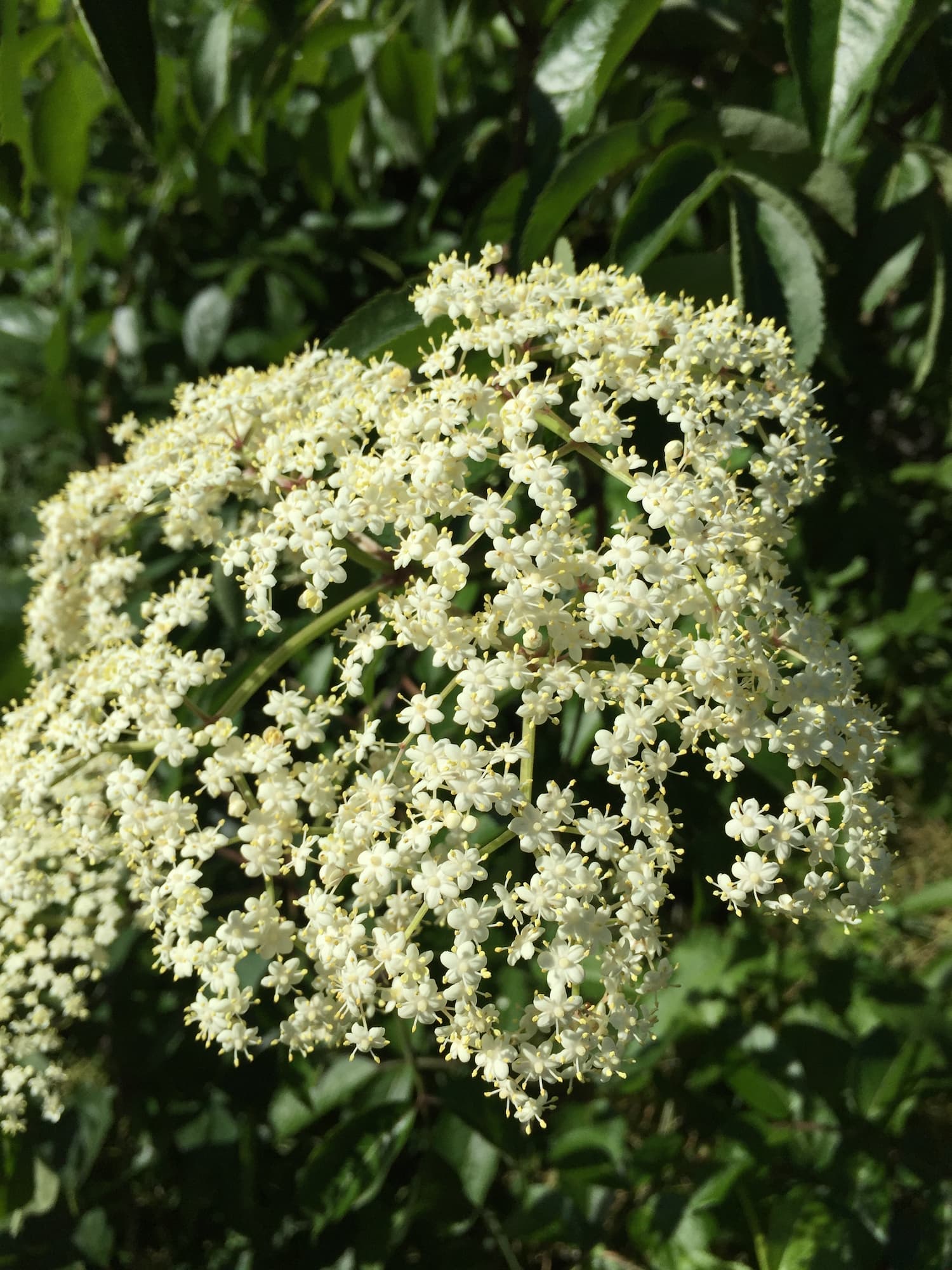 This close-up of some roadside elderberry flowers offers a clear illustration of their morphology.