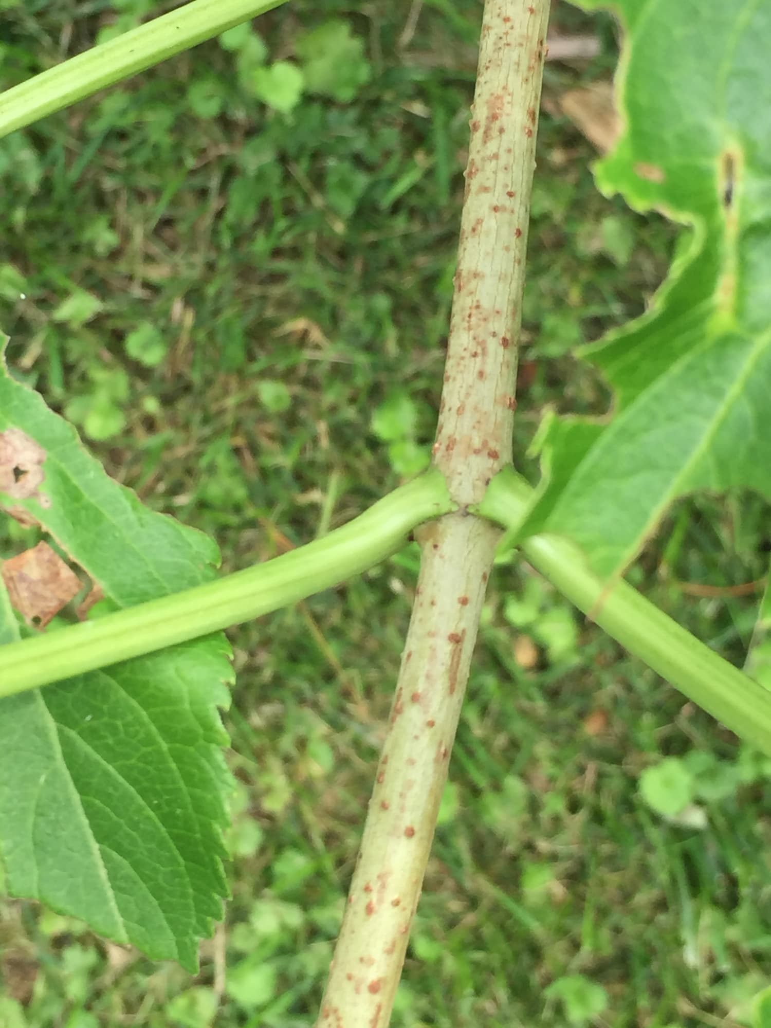 The lenticels on this black elderberry are very pronounced.