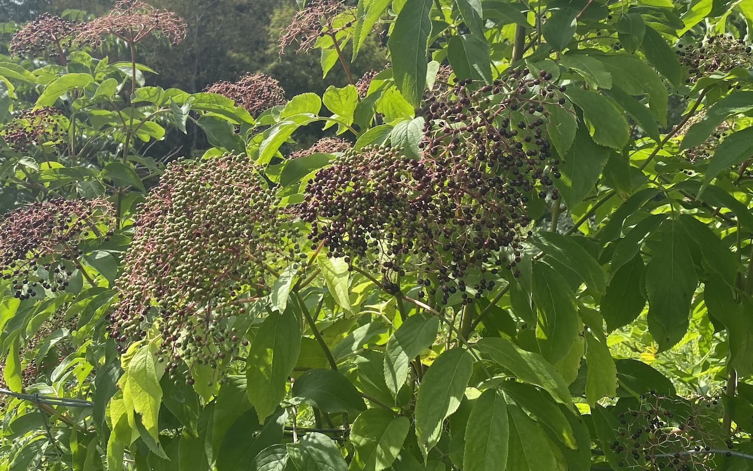 Black elderberries ripening in late summer on the edge of an urban park in Minnesota.