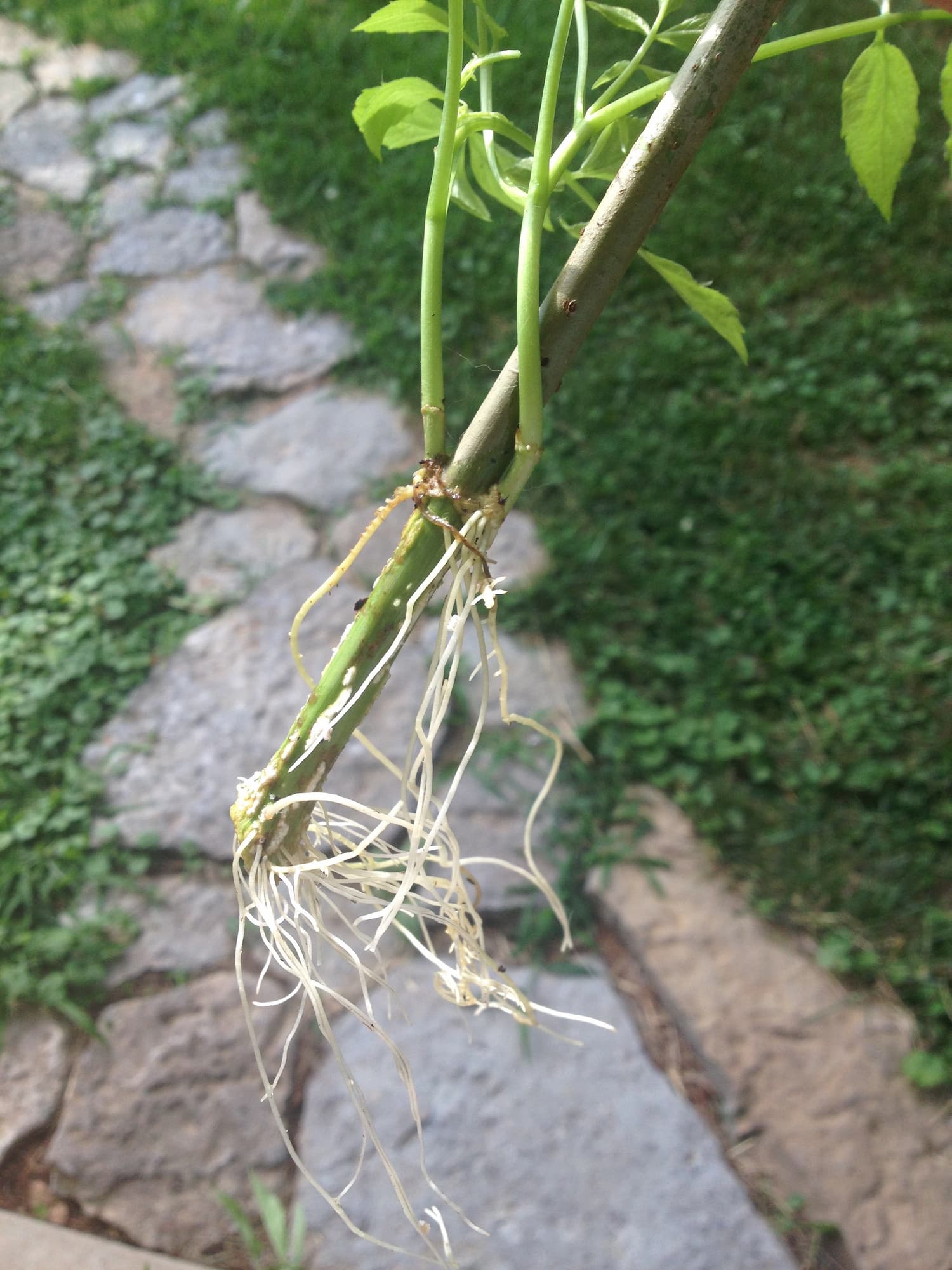 This black elderberry cutting is ready to planted in soil.