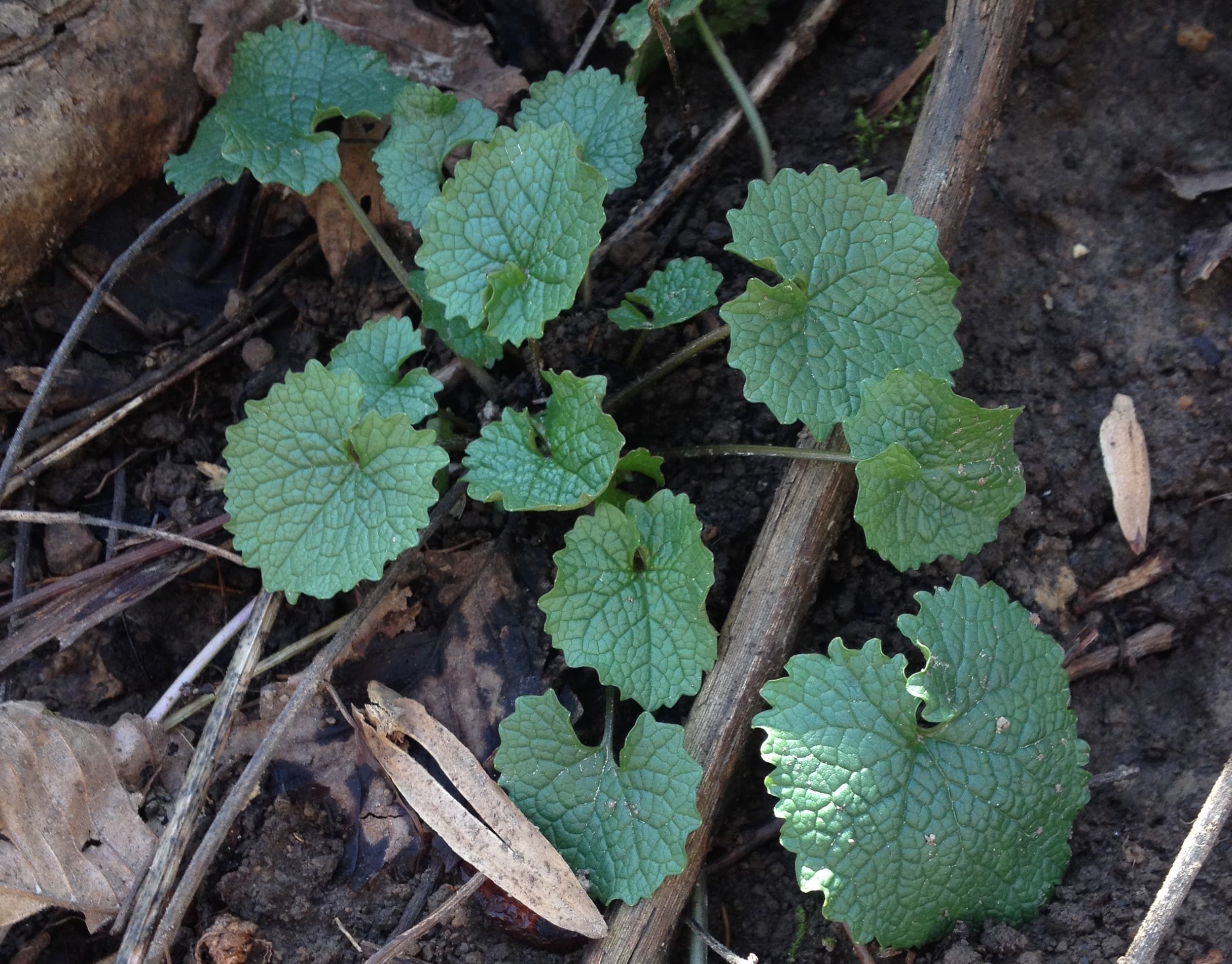 Early-season garlic mustard showing its basal rosette form.