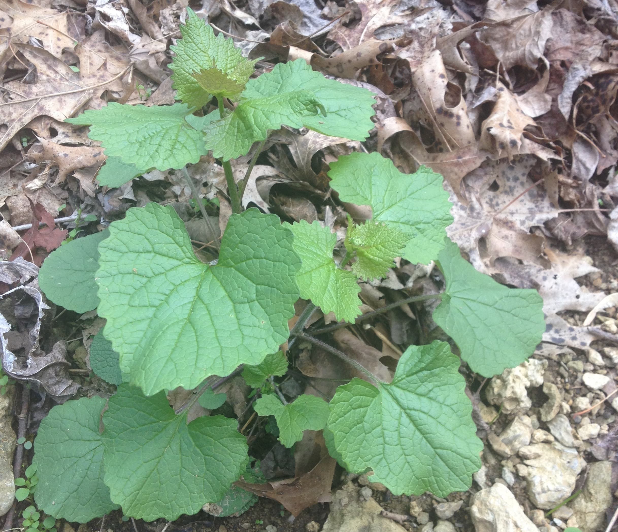 As the season progresses, garlic mustard shoots begin to stretch upward before blooming.