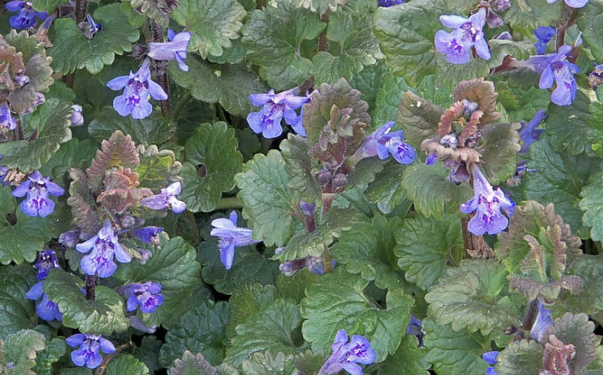 Ground ivy has similar leaves but distinctly different flowers.