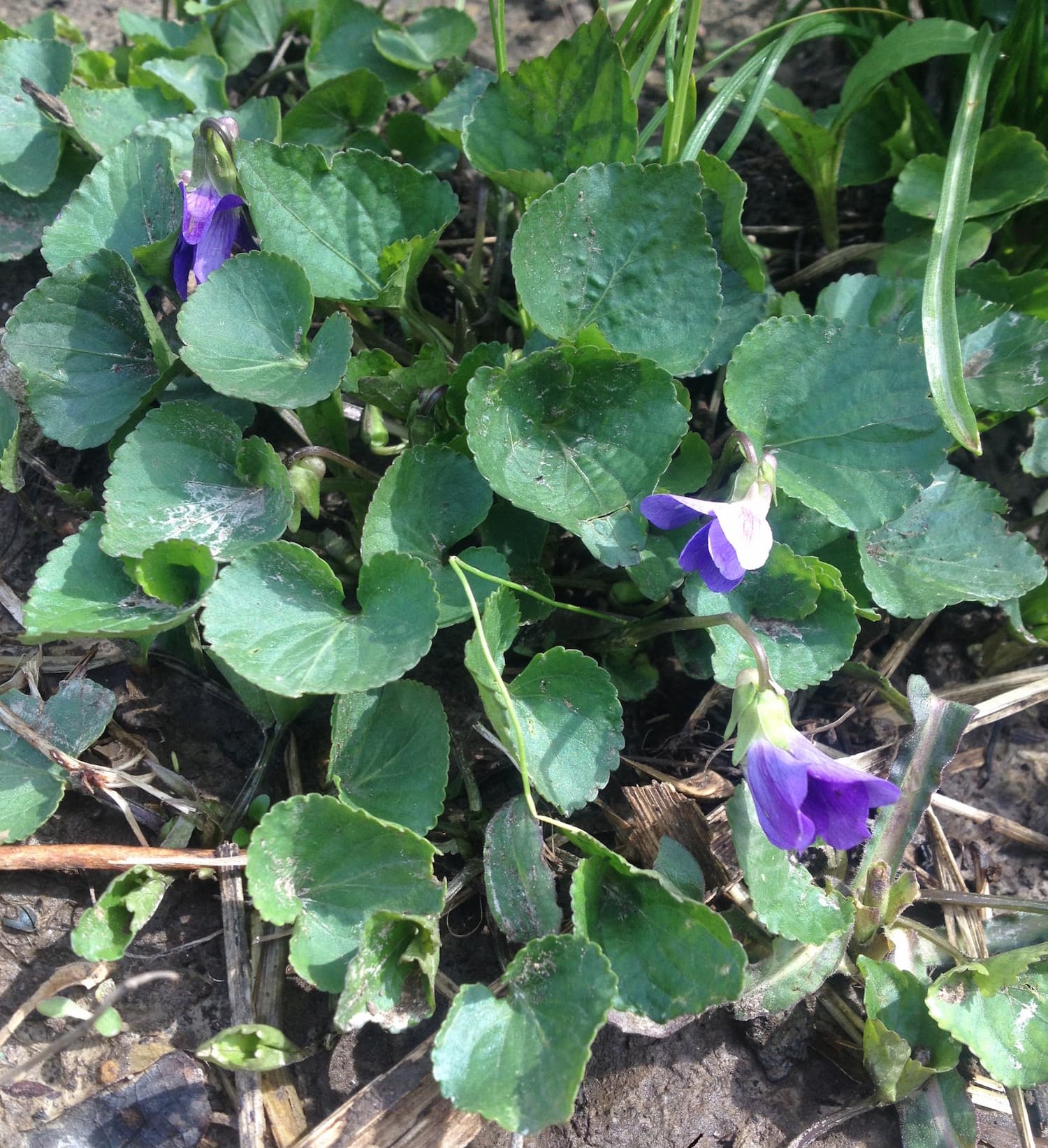 Violet leaves bear some resemblance to garlic mustard but lack the allium aroma.