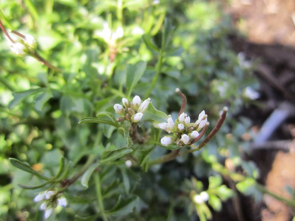 Bittercress shows off its Brassica traits when in bloom.