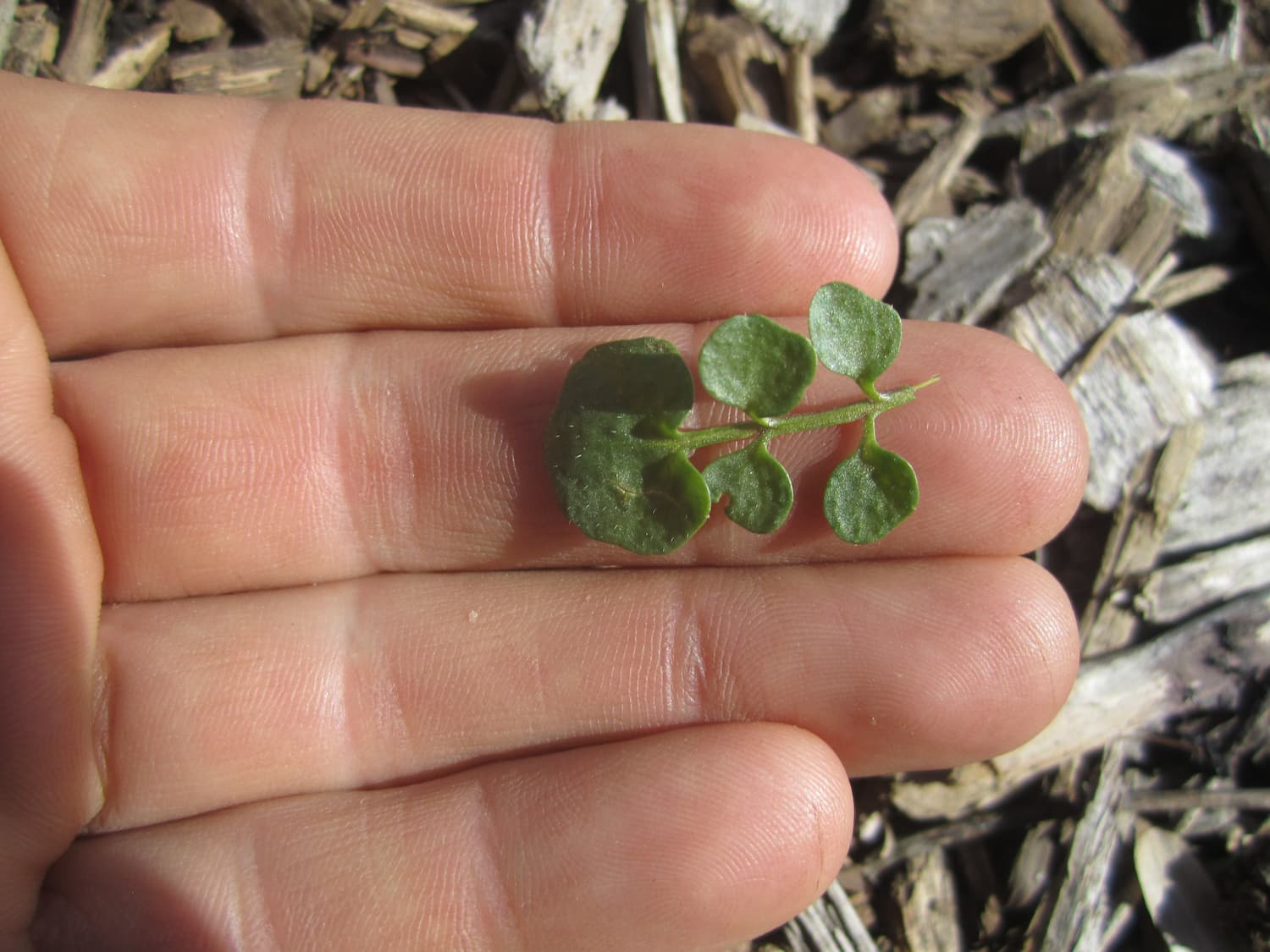 You can see the distinct kidney shape of the terminal leaflet when observing a single tiny leaf.