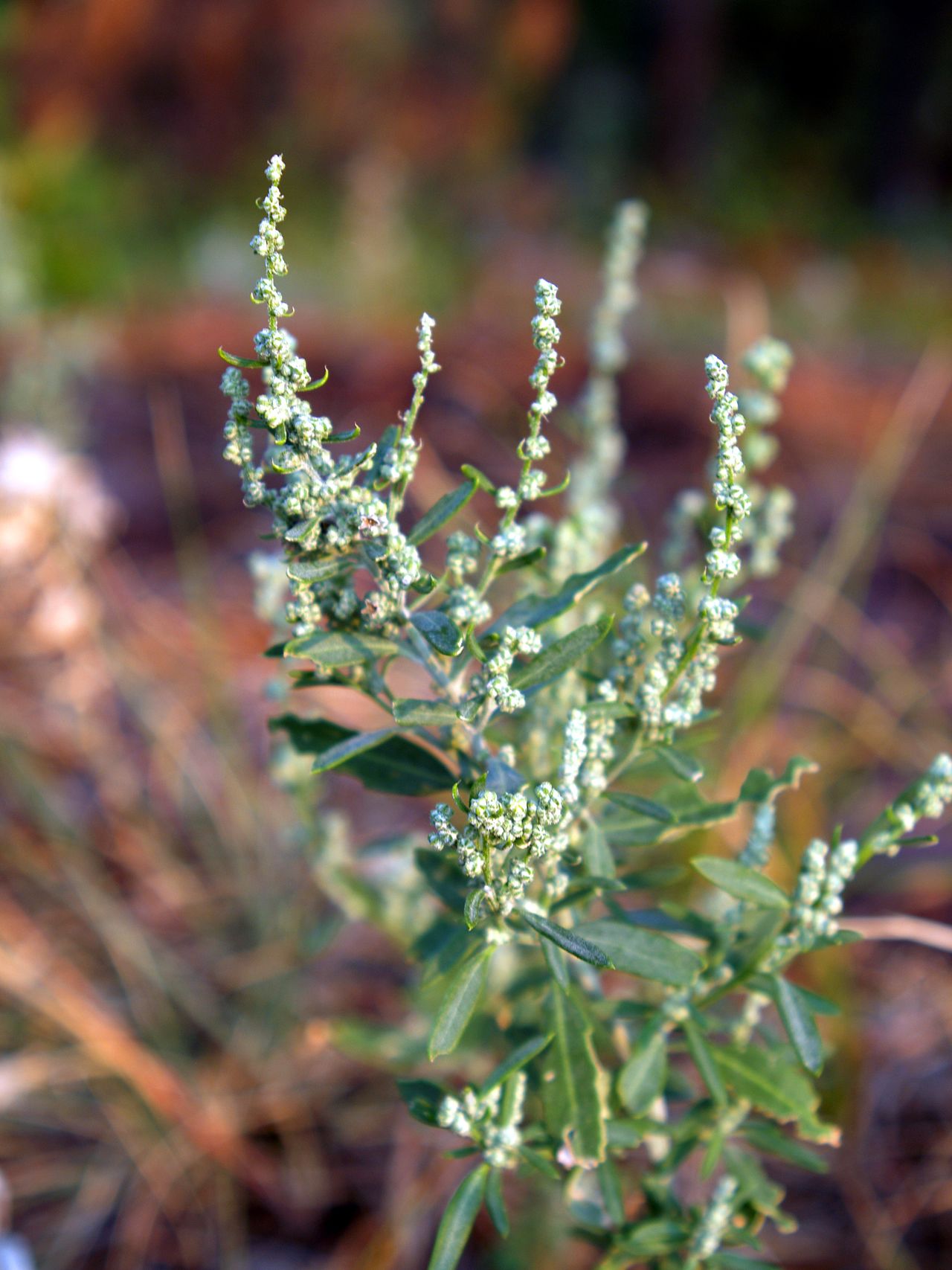 C. berlandieri tends to have a shorter and skinnier growth habit than the wider-leaved C. album.