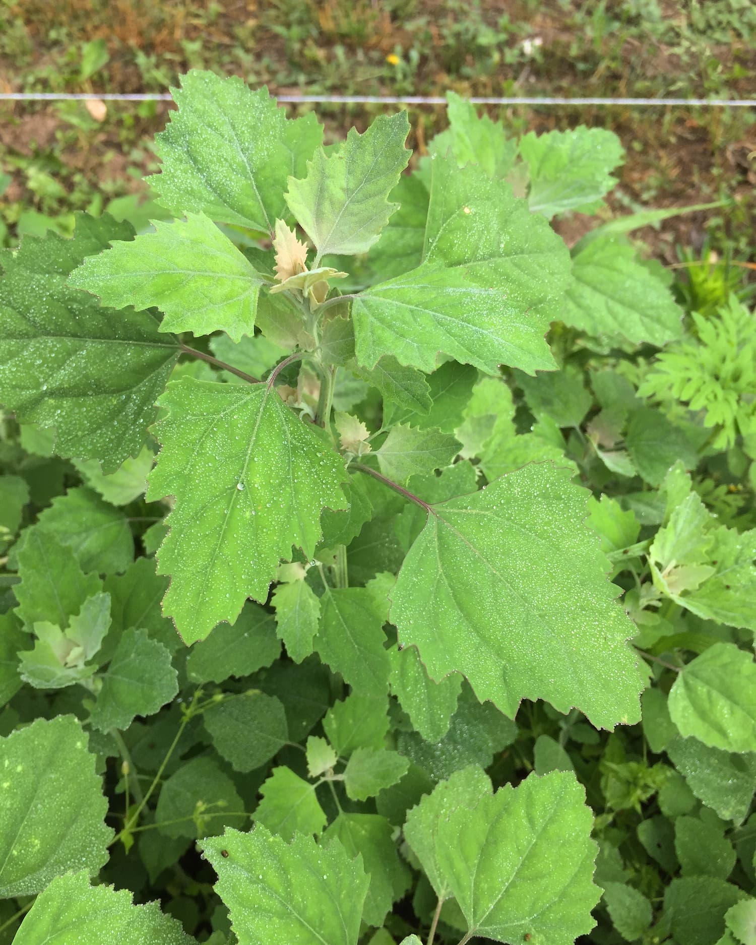 A common scene in gardens and farms in late spring: lambsquarters dominates freshly tilled soil.