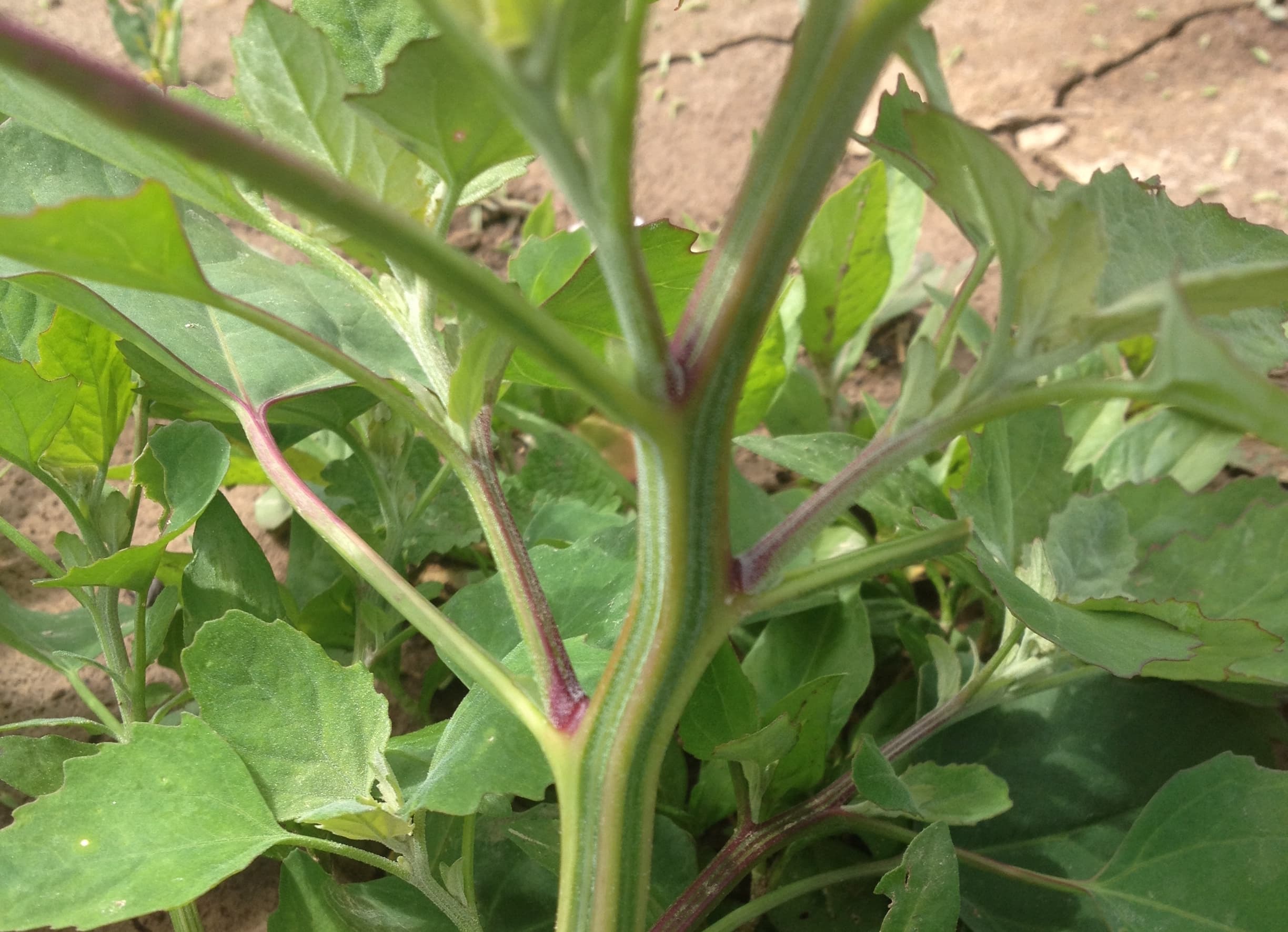 C. album stem showing off its unmistakable colored stripes.