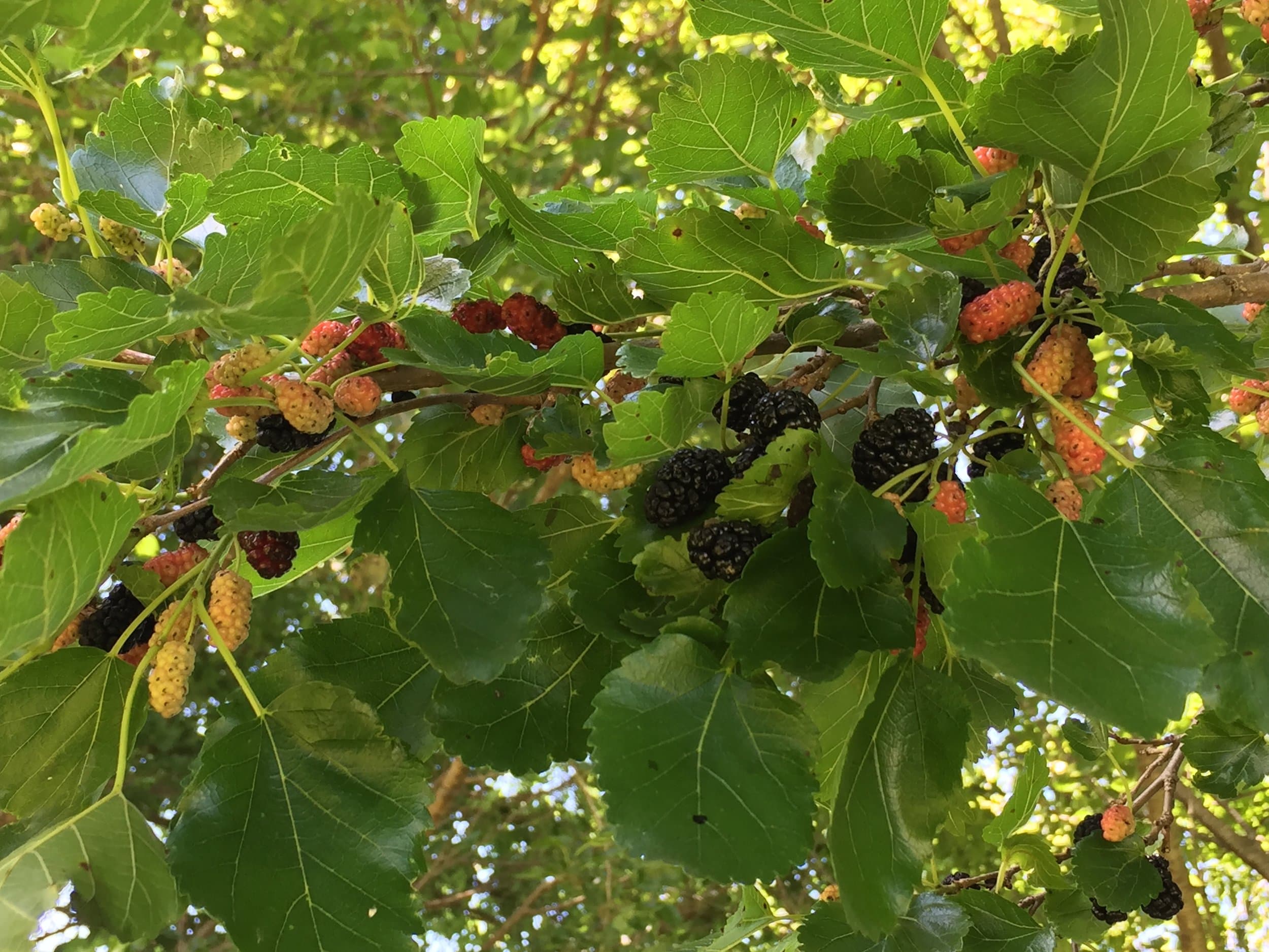 Ripe mulberries are often found waiting underneath leaves, where birds are less likely to grab them.