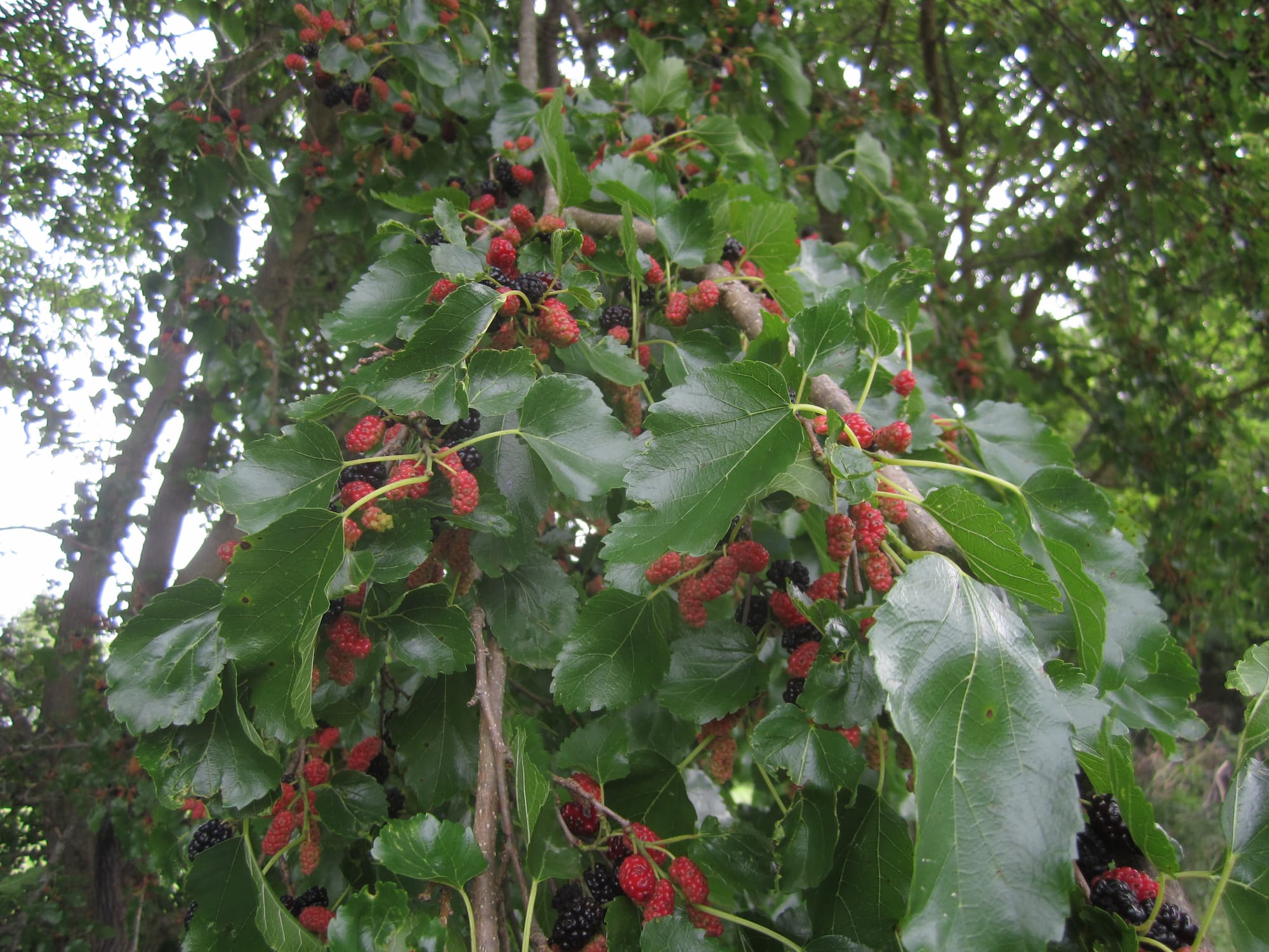 Blackberry canes can grow large, but never as large as a mulberry tree—and the lack of thorns is a dead giveaway. Still, not a bad find!