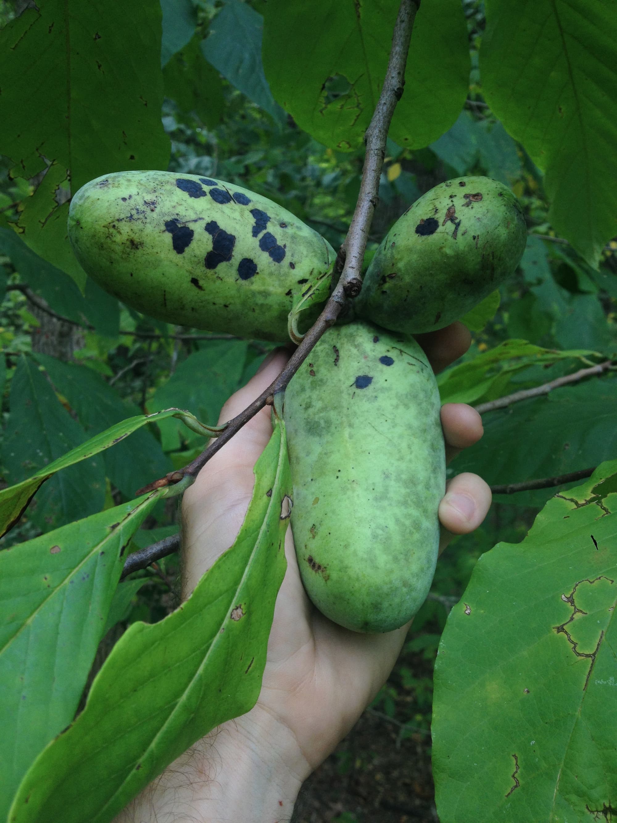 Pawpaws – Asimina triloba | Edible Wild Plant Info