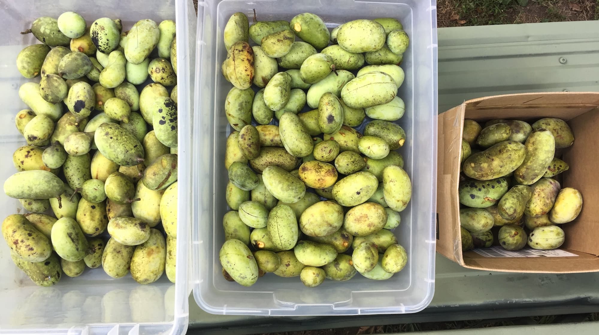 When you find a healthy pawpaw patch, you can gather hundreds of fruits in a matter of hours.