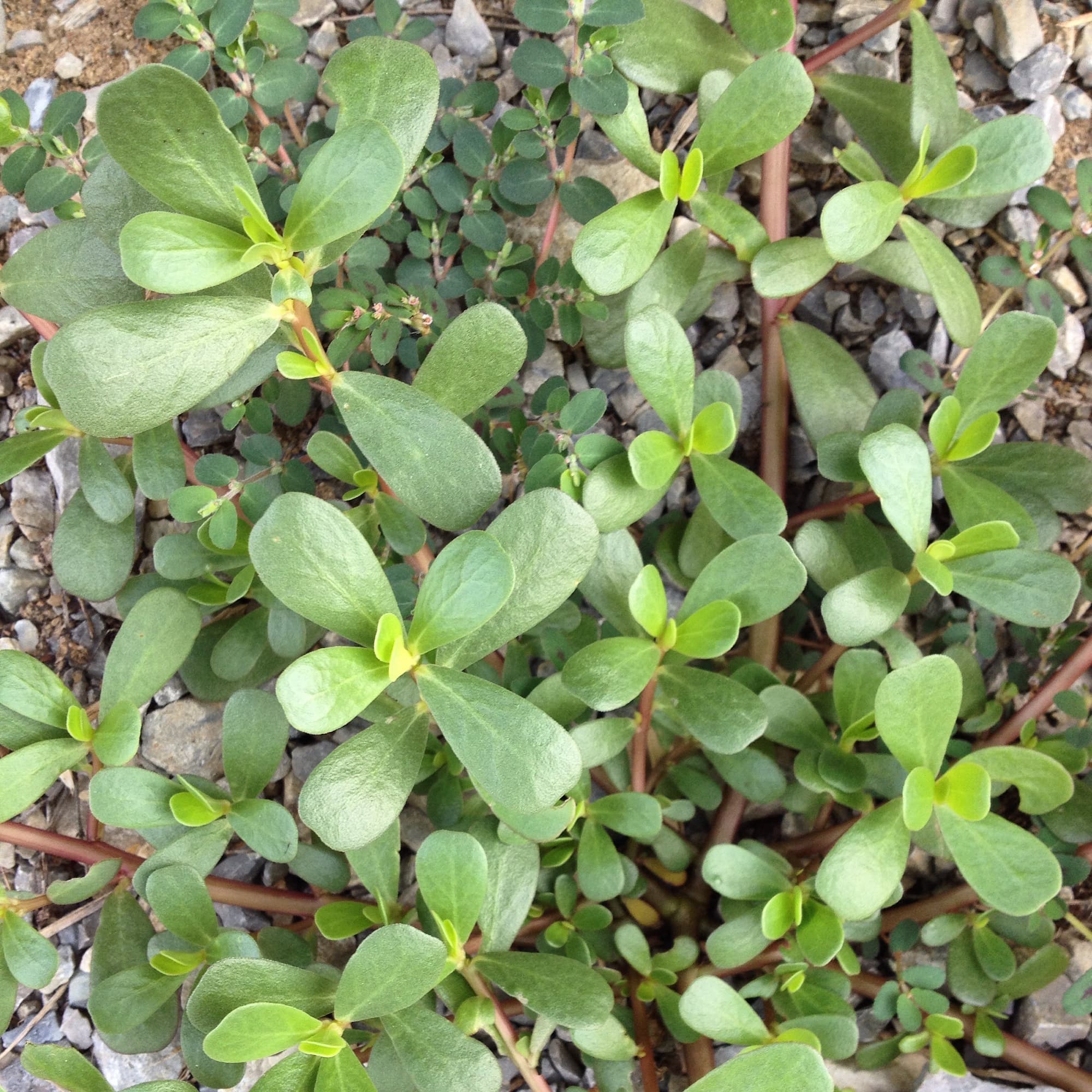 Purslane – Portulaca oleracea | Edible Wild Plant Info