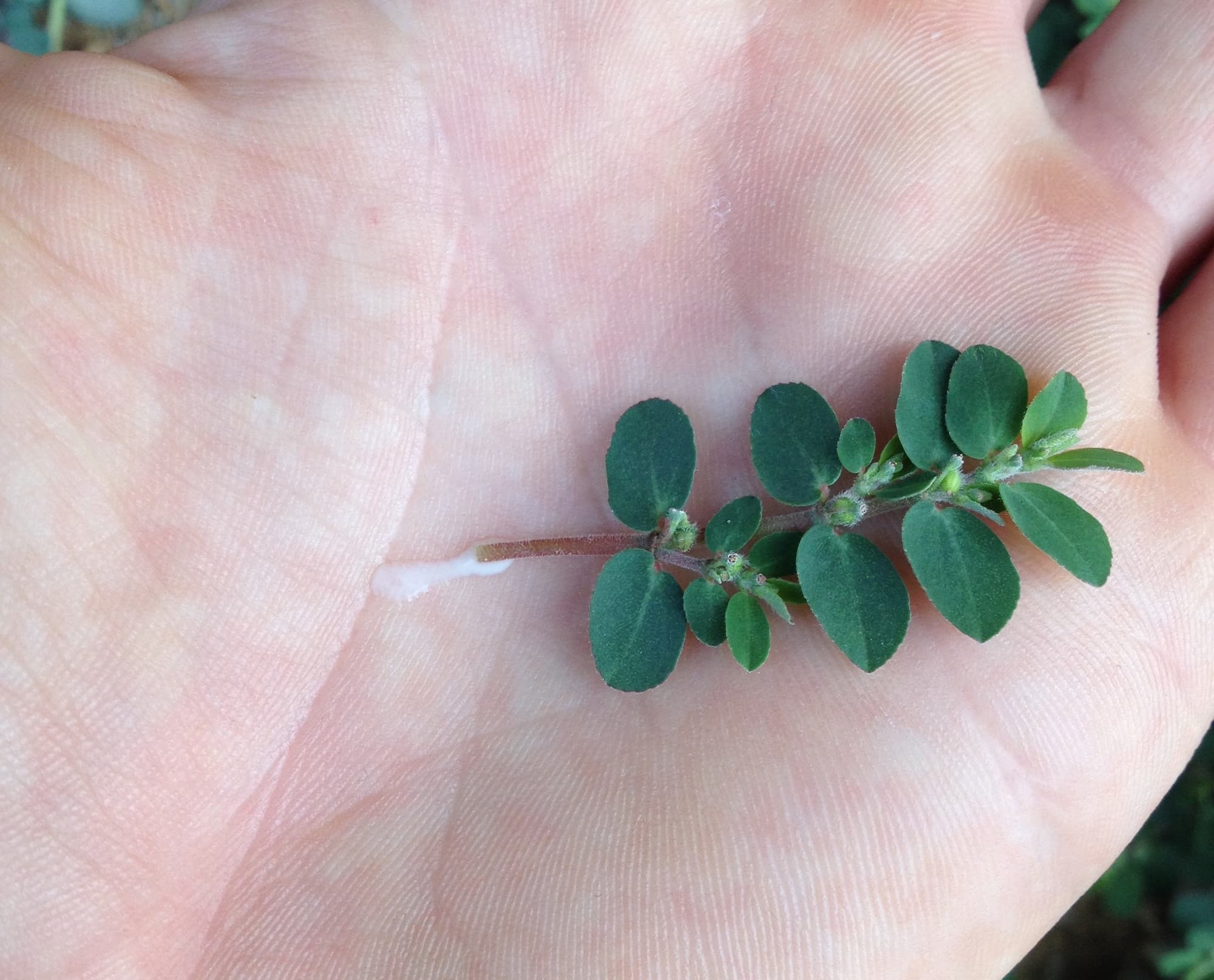 Spurge's milky sap is a dead giveaway that it's not purslane.