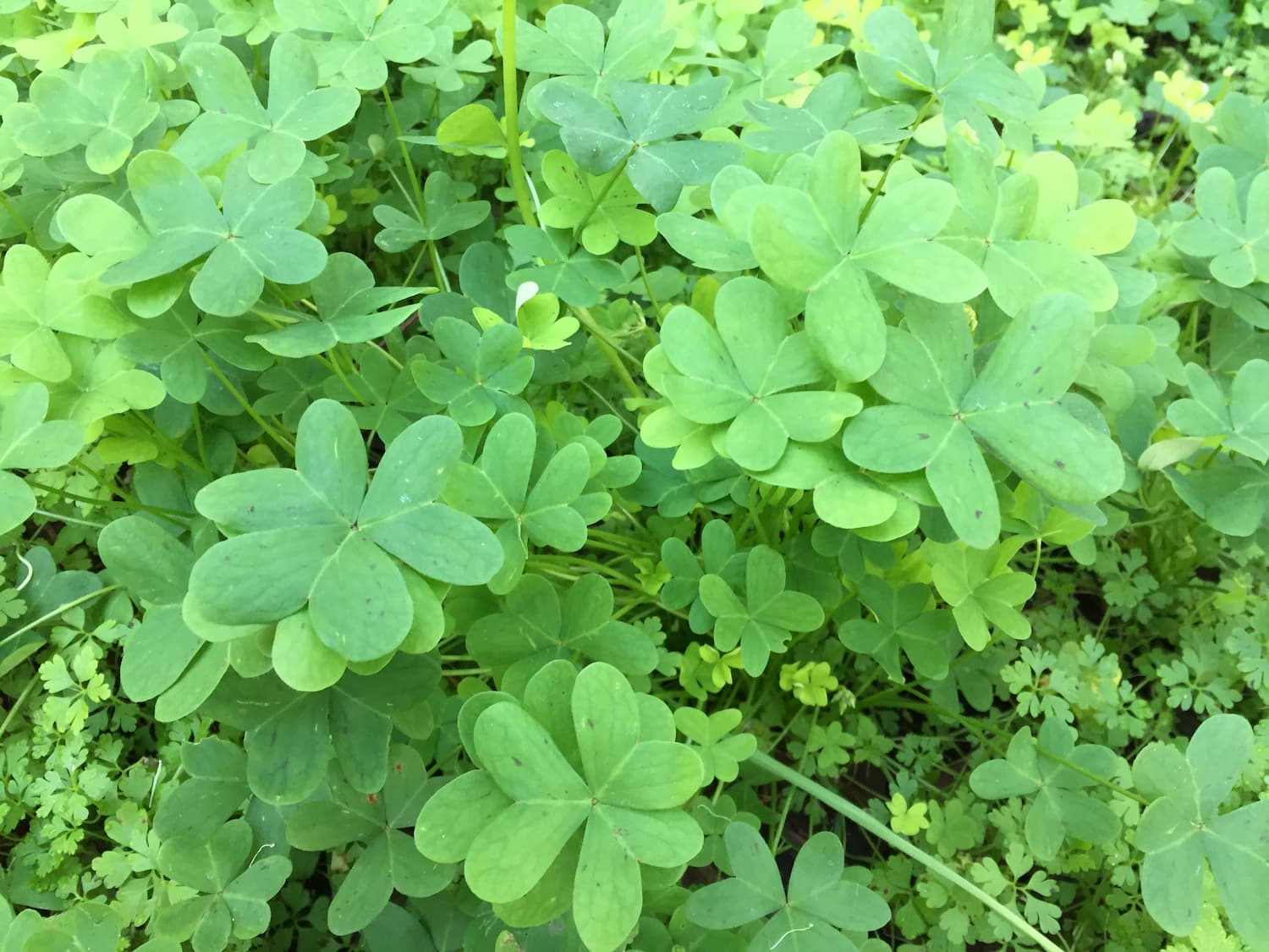 Oxalis pes-caprae, an especially large species known as sour grass that's invasive on the west coast of North America.